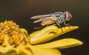 I Photograph Insects To Show The Beauty Of Their Tiny World