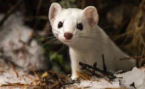 I Photographed A Cute Little Ermine On Our Hike In Northwestern Montana