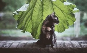 I Photographed My Cat Throughout The Seasons