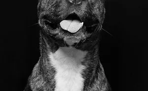 If A Dog Be A Photographer