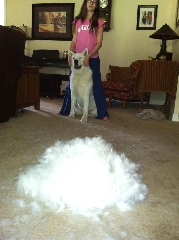 Sweet Maya And Her Pile-o-fur.