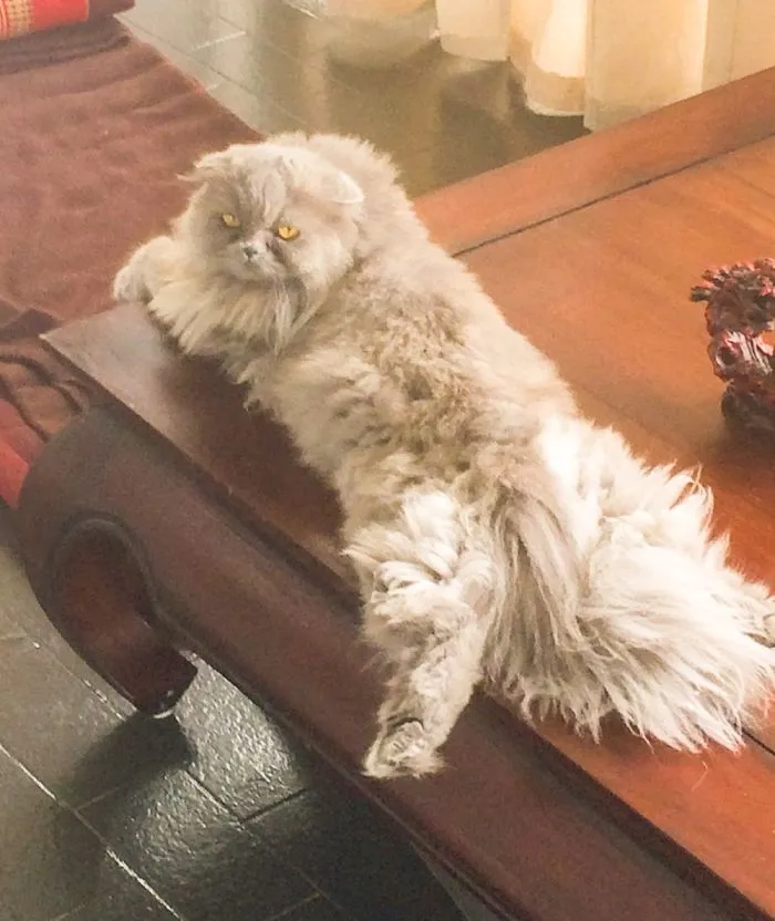 May I Help You?