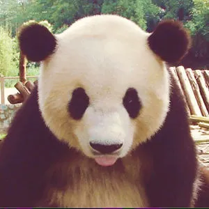 Kirathepanda