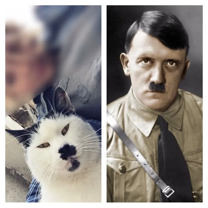 Black and white cat with a unique facial pattern resembling a famous historical figure, featured in celebrity doppelganger animals.