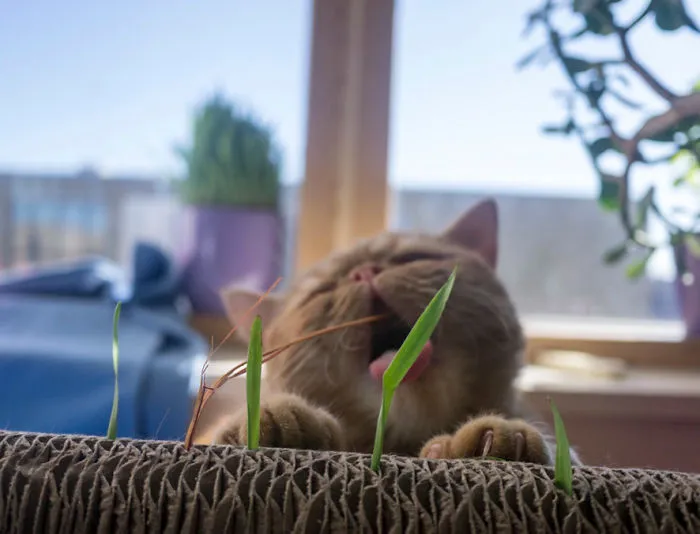 Grass Eating Monster #gingerknuckles