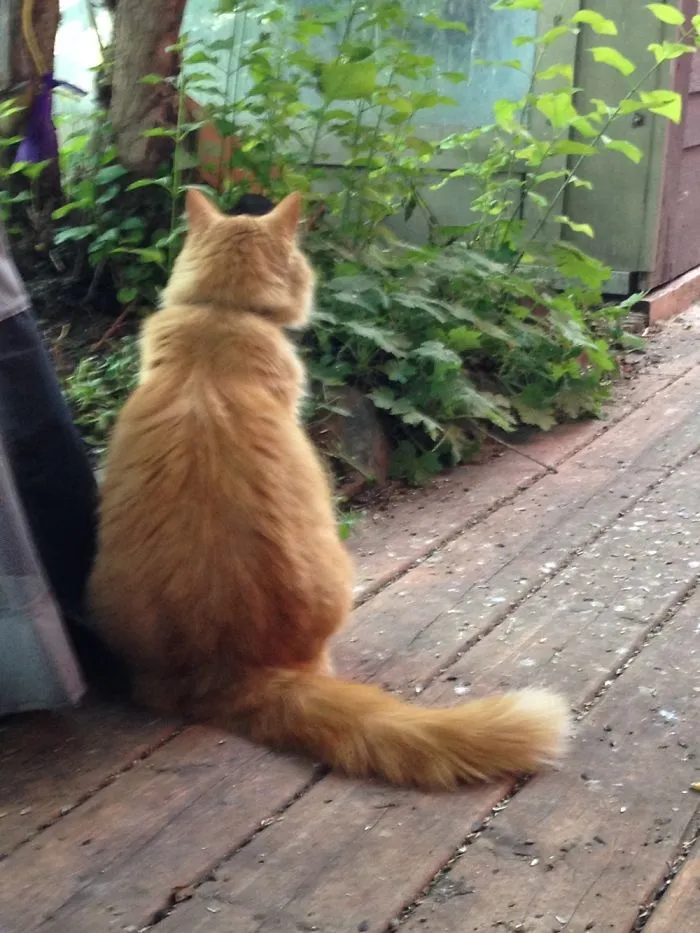 Cat Returns Home With A Note Revealing She Has A Secret Family