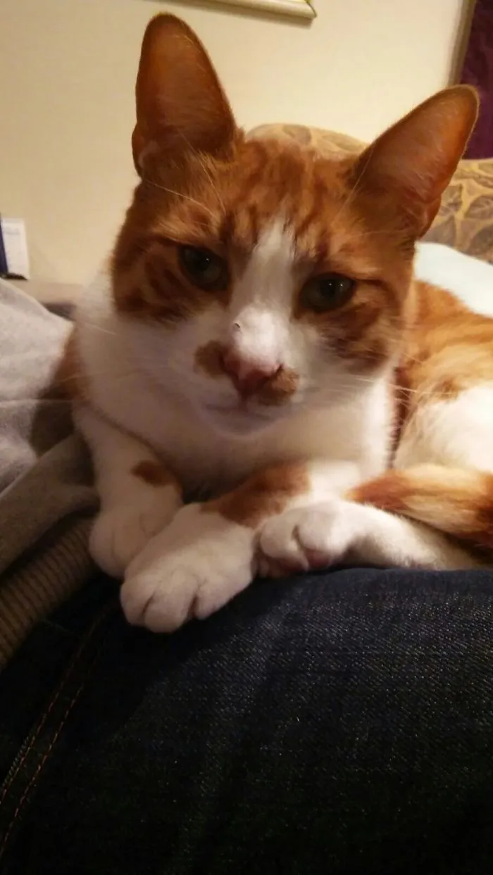 Cat Returns Home With A Note Revealing She Has A Secret Family