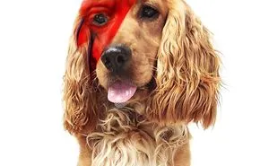 Legend Dog Ajan Brian As David Bowie