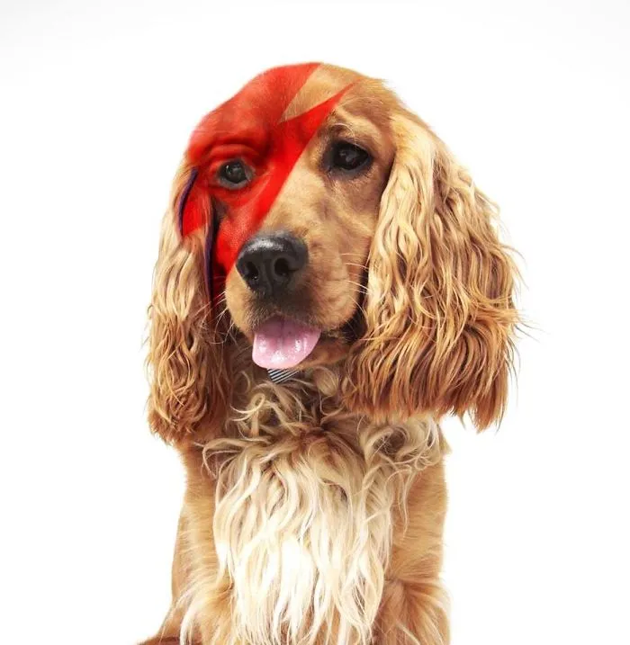 Legend Dog Ajan Brian As David Bowie