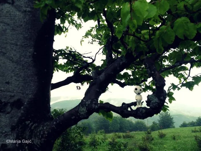 Life Of The Tree Spirit (kodama)