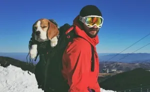 Meet Eli, Our Snowboarding Beagle