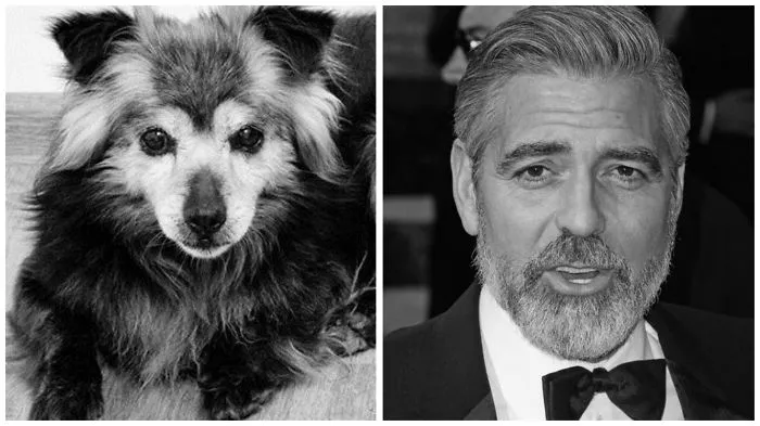 Black and white image showing a celebrity doppelganger animal side by side with its human lookalike in formal attire.