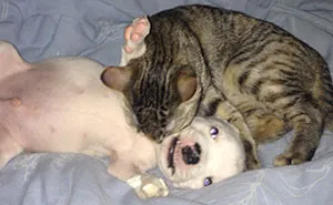 My Cats Adopted A 3-Legged Puppy Whose Mom Tried To Eat Him (UPDATE)
