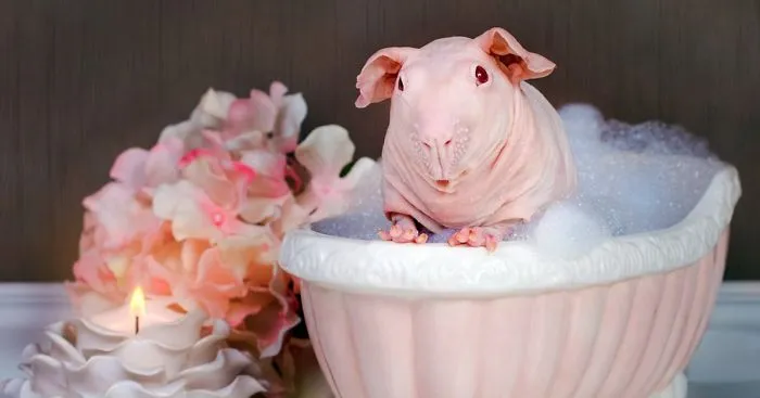 Guinea Pig Poses Totally Nude In Bath Leaving Nothing To The Imagination