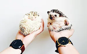 The Ordinary Lives Of Our Ordinary Hedgehogs