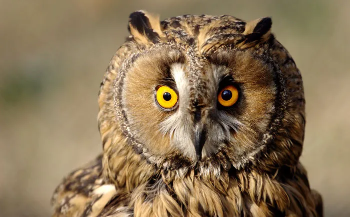 Owls Are Birds Too