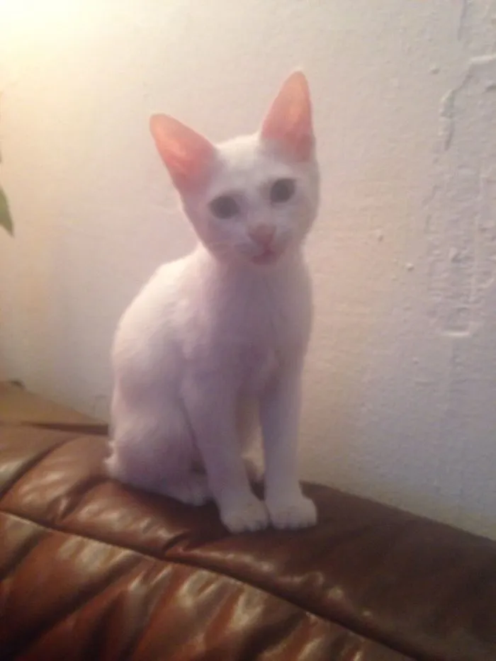 Our White Kitten