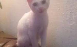 Our White Kitten