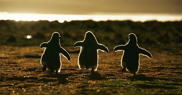 20 Beautiful Pics To Celebrate Penguin  Awareness Day