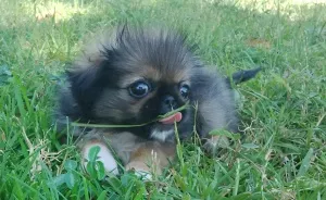 Pepper Sees Grass For The Very First Time