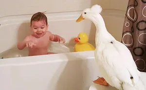 Duck Becomes This Little Boy’s Protector, Following Him Everywhere