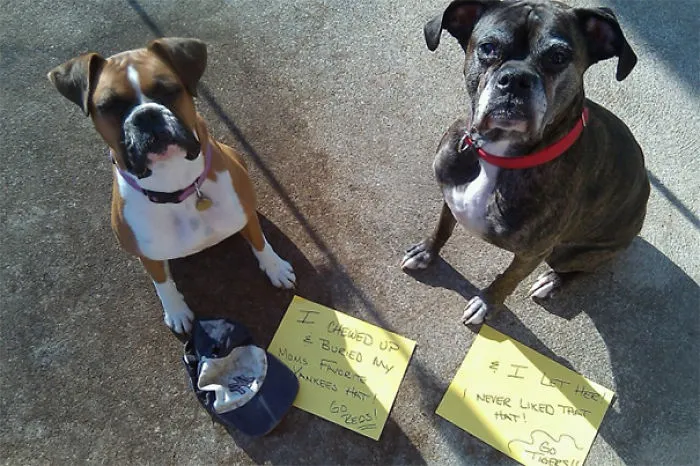 Chloe, 4 Year Old Boxer And Annabelle, 9 Year Boxer