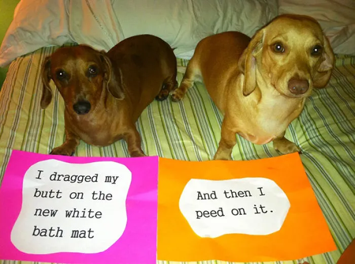 Dachshund Dog Shaming