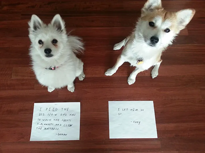 Dog Shaming