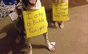 65 Cutest Pet Criminal Duos