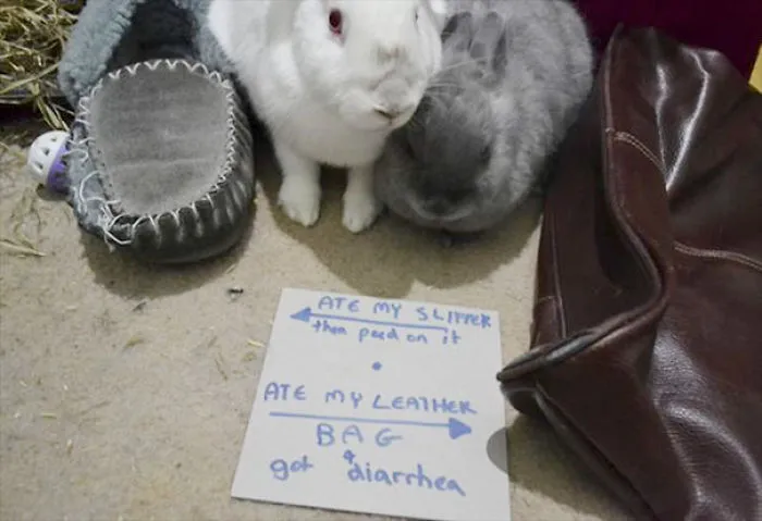 Bunny Shaming