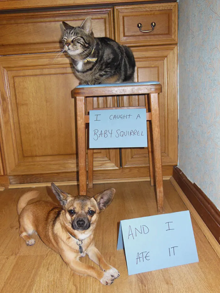 This Pet Shaming