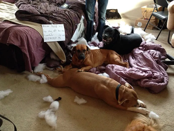Dog Shaming, Am I Doing It Right?