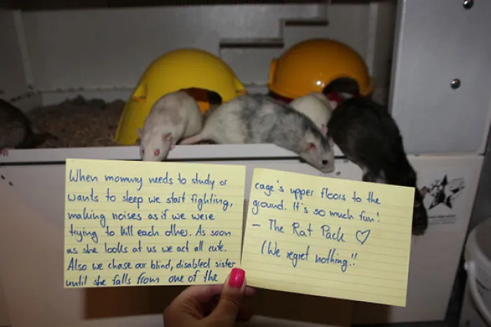 Rat Shaming Isn’t Easy