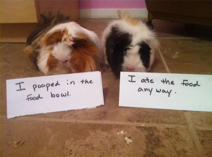 Pig Shaming