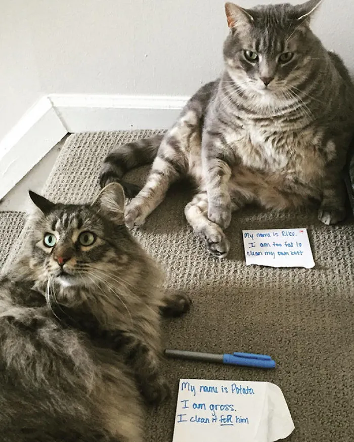 Cats Shaming