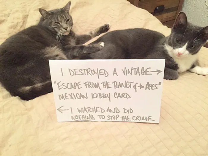 Cat Shaming