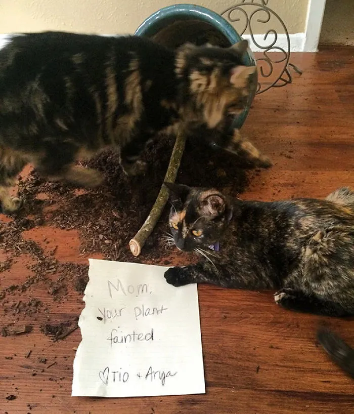 Cats Shaming