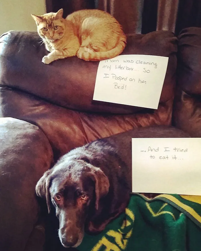 Partners In Crime