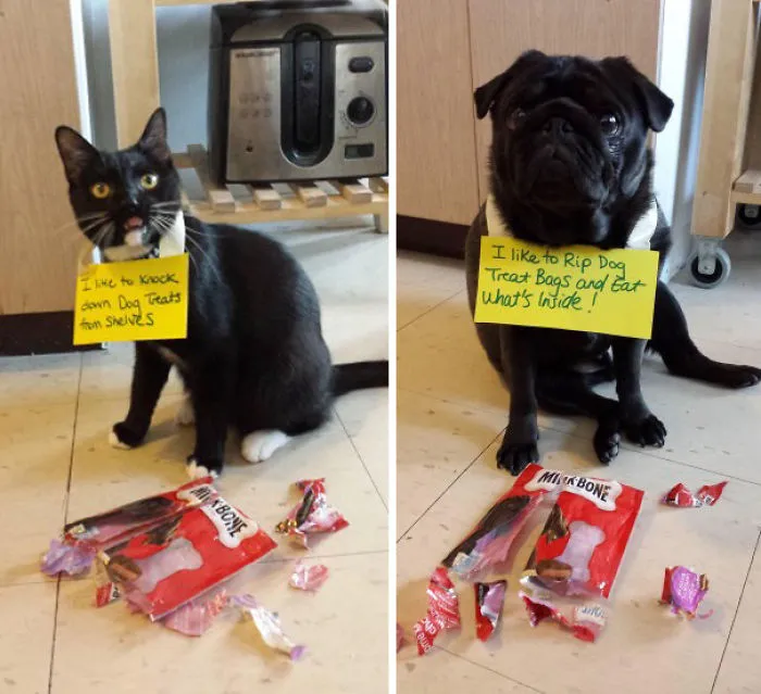 My Pug Vader And His Sidekick Hank Decided To Treat Themselves While I Was At Work