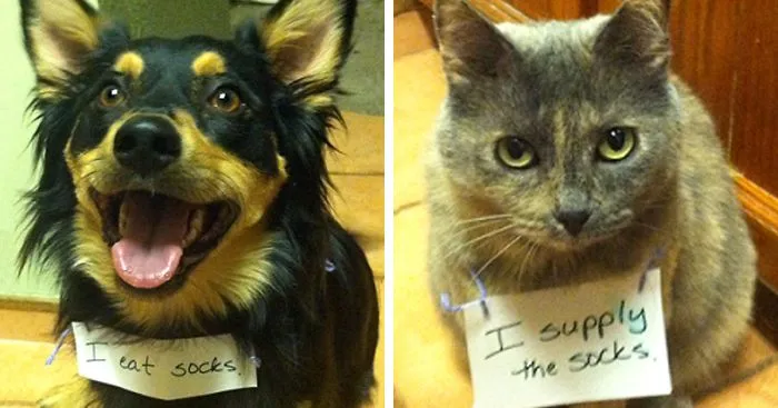 65 Cutest Pet Criminal Duos