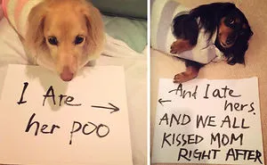 65 Cutest Pet Criminal Duos