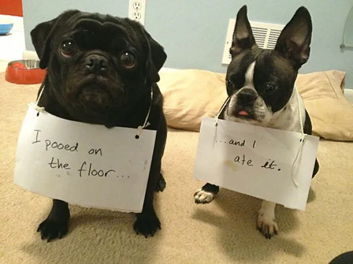 Partners In Crime