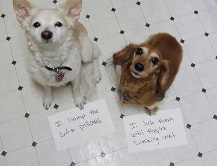 Shameful Dogs