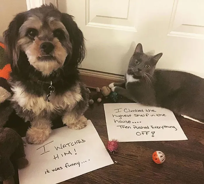 Partners In Crime