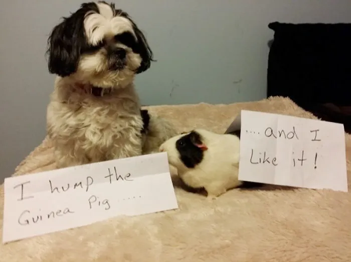 I Hump The Guinea Pig