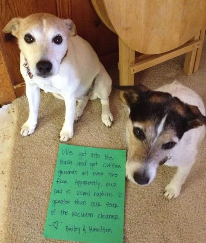 Bailey & Hamilton’s Dog Shaming
