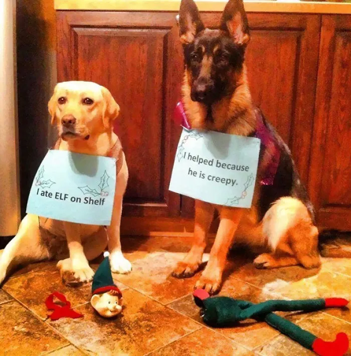 Dog Shaming