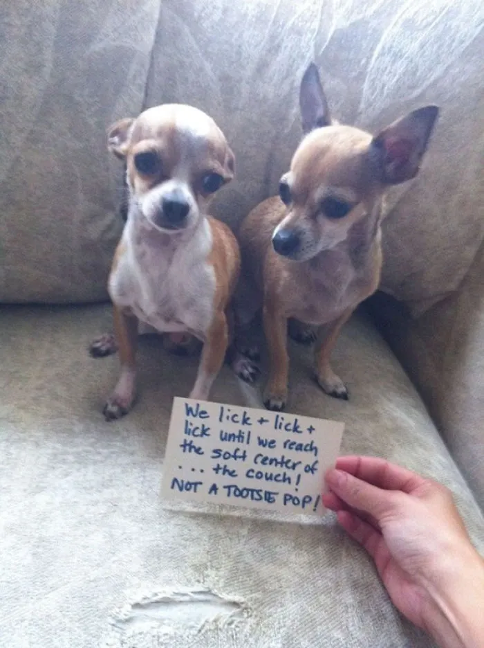 Chico And Ginger. They Can’t Even Look At Me While I Take The Picture