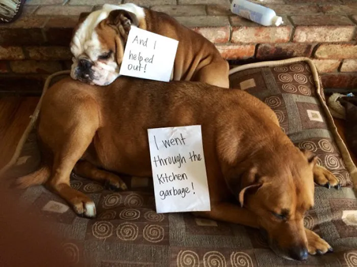 Came Home To See Two Very Guilty Faces