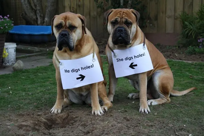 Partners In Crime